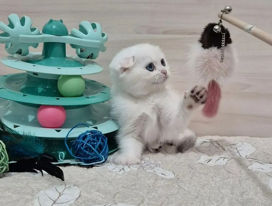 Мальчики как снег белоснежные
