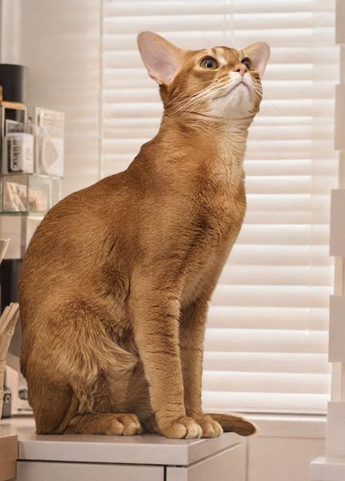 Вязка абессинского кота.