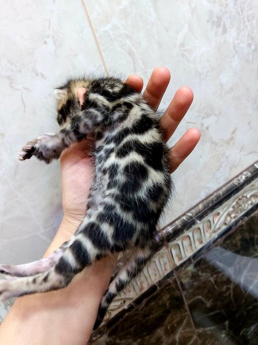 КЛУБHЫЕ "Бенгальские котята"