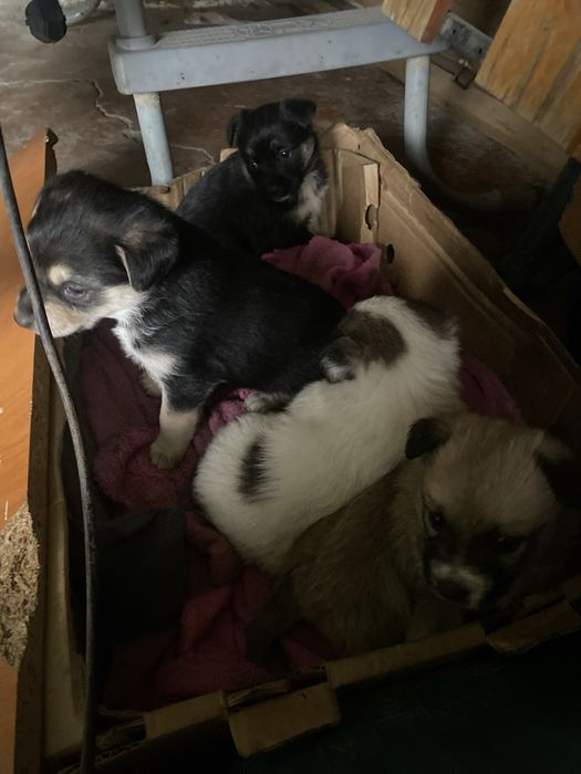 Животные щенки красивые