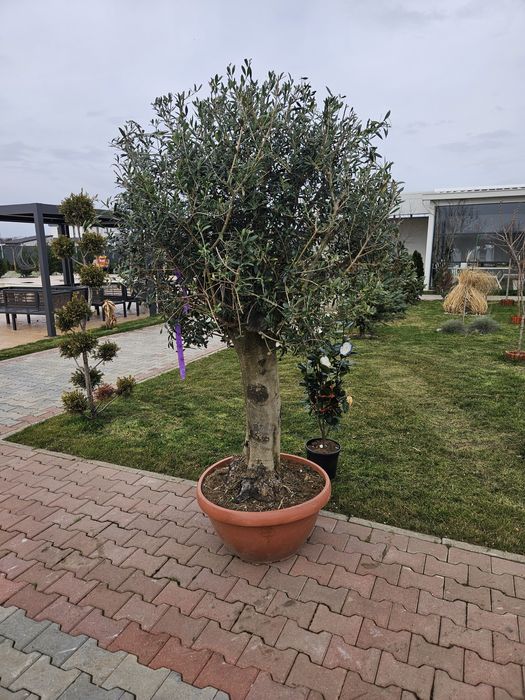 Catalpa leylandi maslin phoetinia