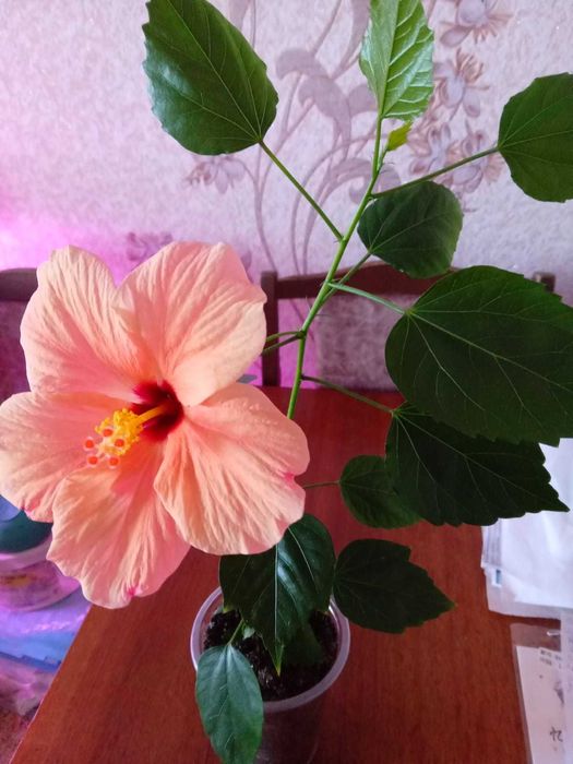 Гибискусы  разных цветов