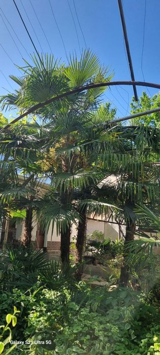 Palma traykarpus 2 metrdan 5 metrgacha