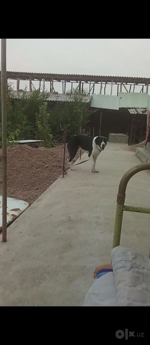 It sotiladi erkak