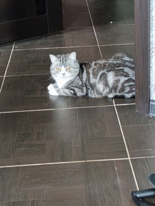 Отдам котят бесплатно.