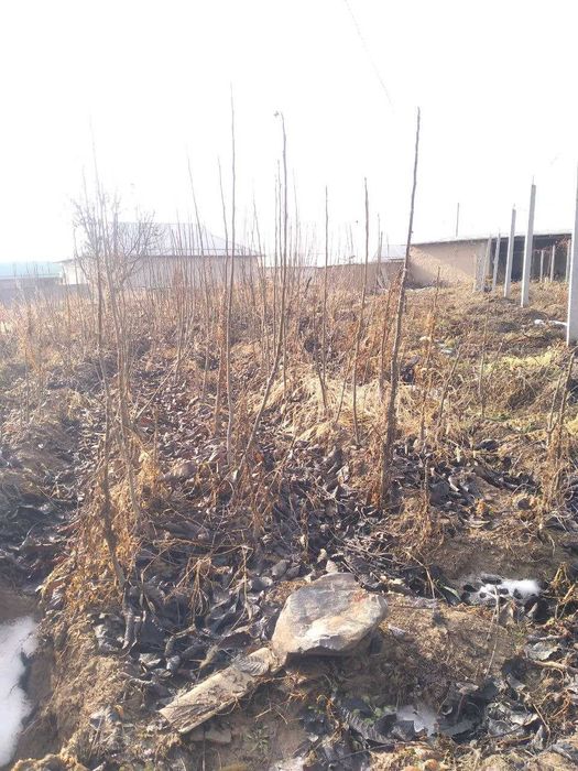 Х 185 навли Хитой енгок