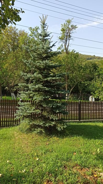 Vând brazi argintii