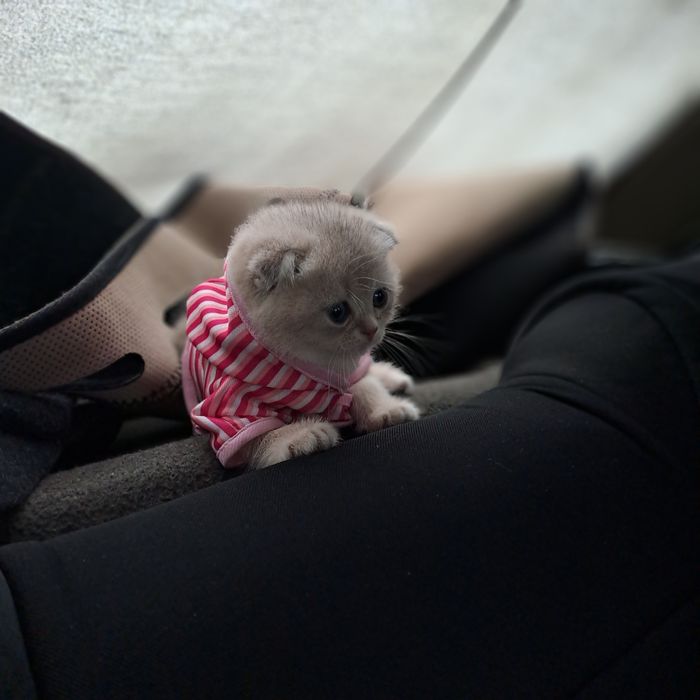 Шиншилла ay12 котёнок от правильной вязки