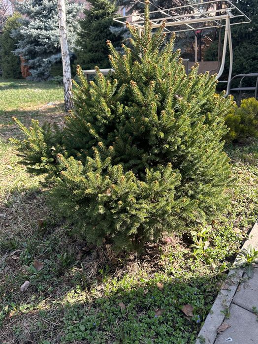 Ели голубые, сизые, елки и др.