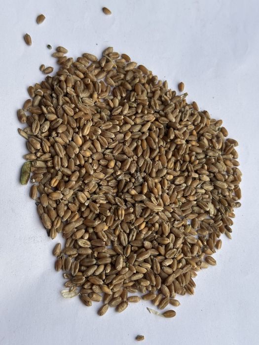 Пшеница 4 и 5 класса