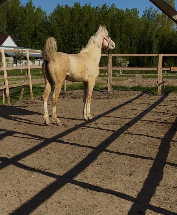 Продам лошадь жеребец