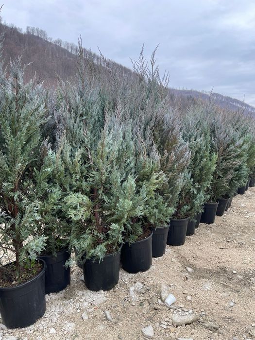 Vindem leylandy si smaragd de mai multe dimensiuni, Leylandii gard viu