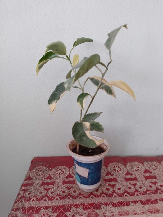 Апельсиновое дерево