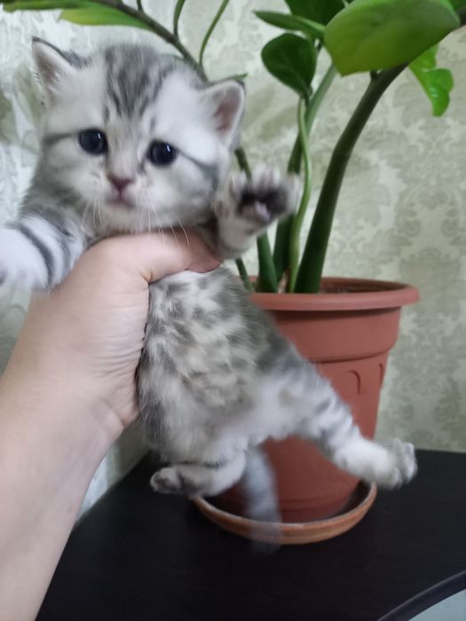 Продаются шикарные котята