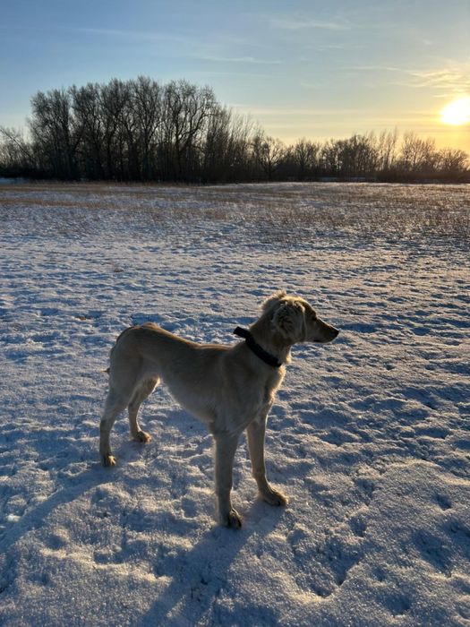 продам кабеля тазы