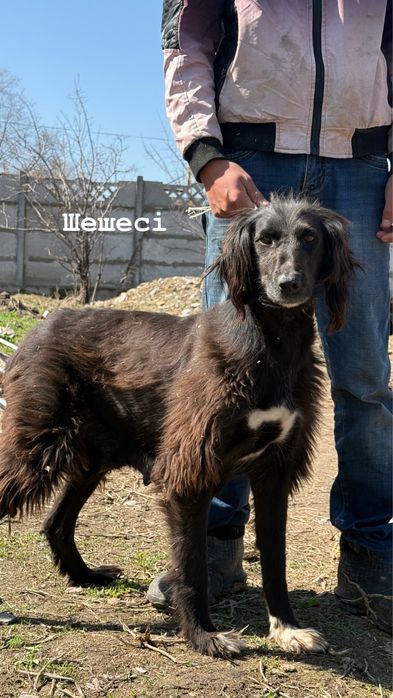 Тазы күшіктер.