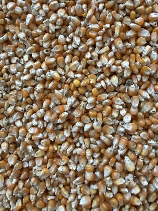 Vând porumb sticlos