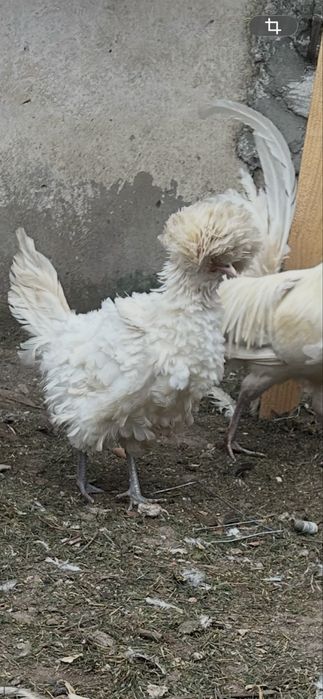 Paduana frezata femela