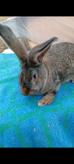 Продам самку микс