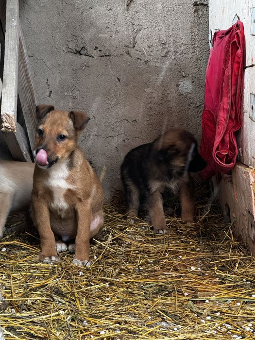 щенок, отдам шещков в добрые руки