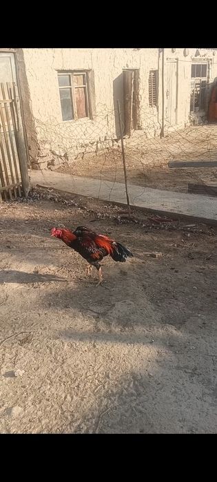 Дакан кораз сатылады