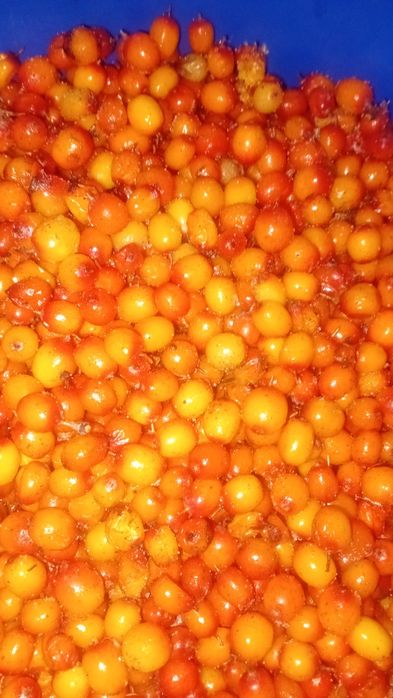 Продам облепиху 5 литров