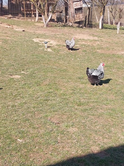 Wiandotte oua proaspete