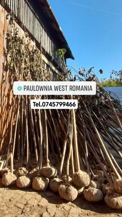Copacei și butași Paulownia,creștere rapidă direct din pepinieră