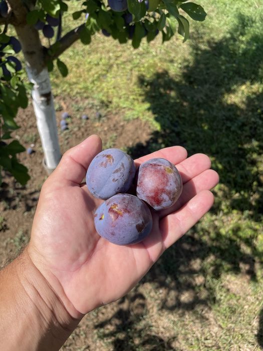 Vand prune Tuleu Gras pt compot