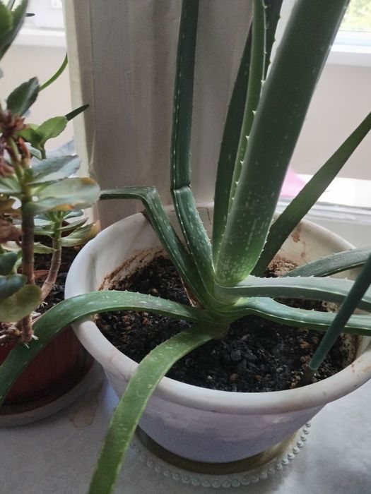 Цветы комнатные.