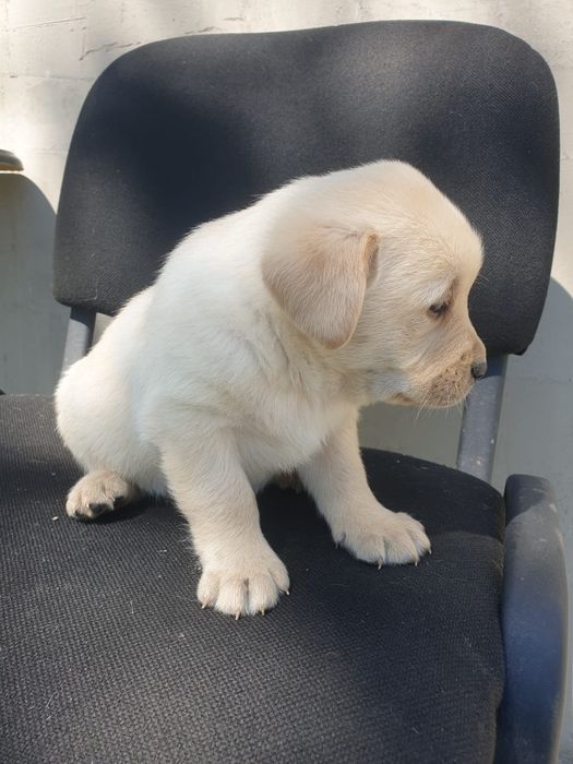 Labrador retriver pedigree