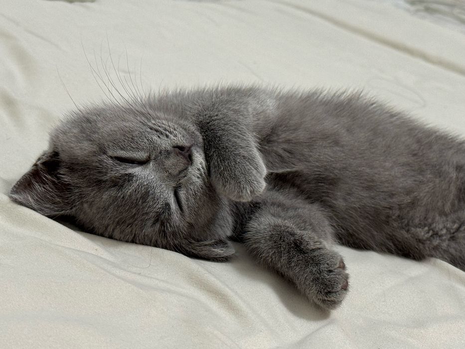 Скоттиш фолд котенок