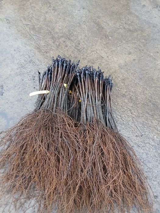 Butasi vitabde vie anul 3