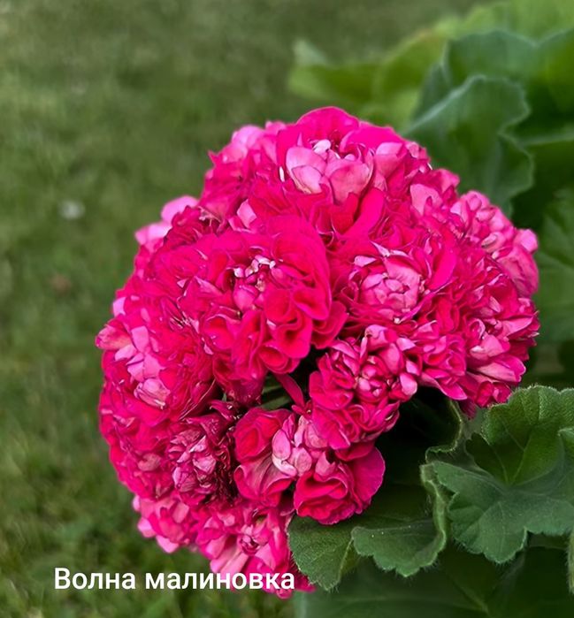 Пеларгонии укорененные