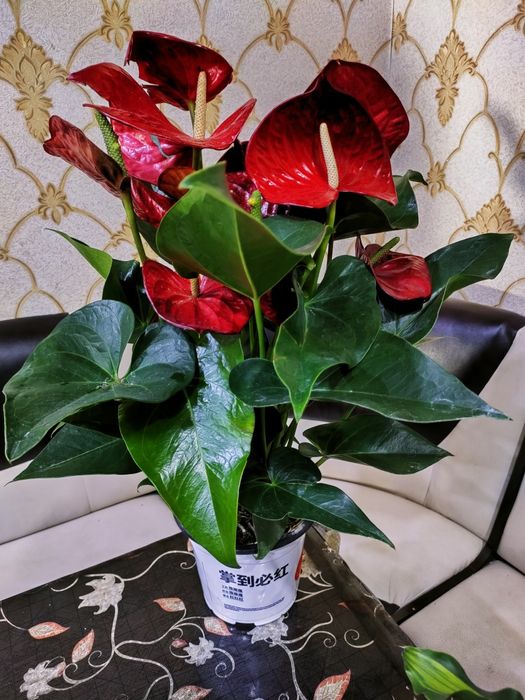 Растения для дома.  Есть доставка