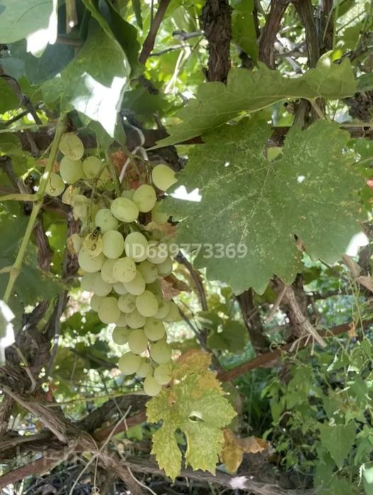 Продам дачу в Алмалах