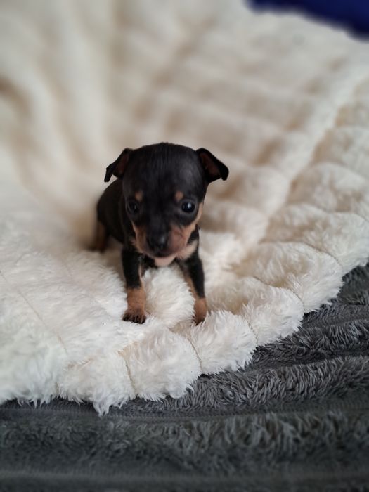 Продам мини той терьера девочку