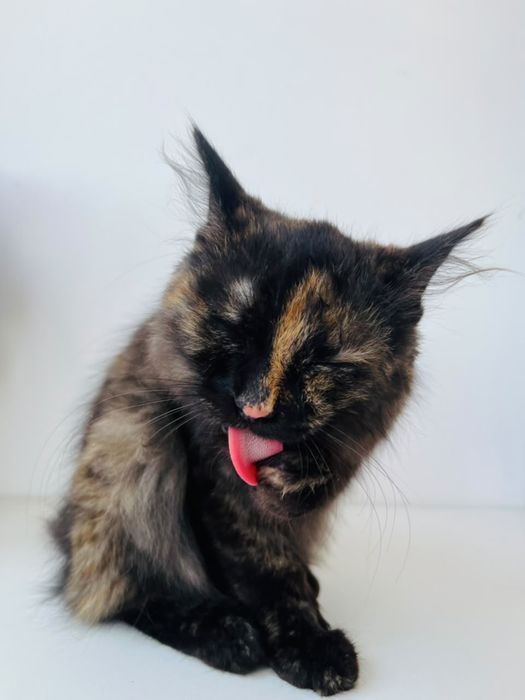 В добрые руки,котенок