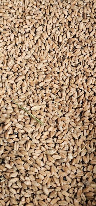 Пшеница- бидай- бугдай