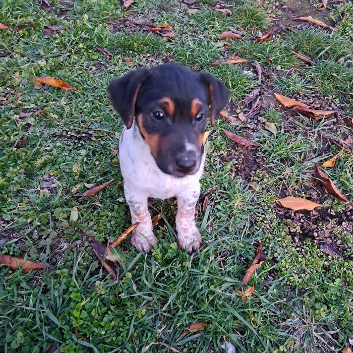 Трицветен Фокстериер