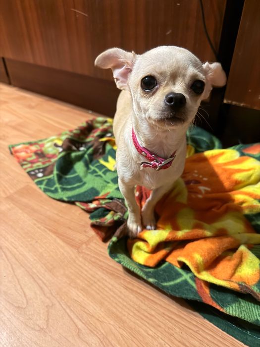 Продавам Чихуахуа