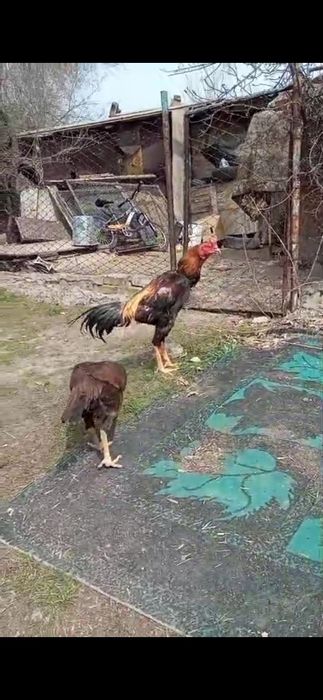 Дакан, шпарист. Хорош.