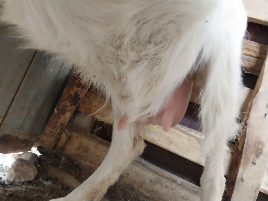 Сүтті ешкі  сатылады