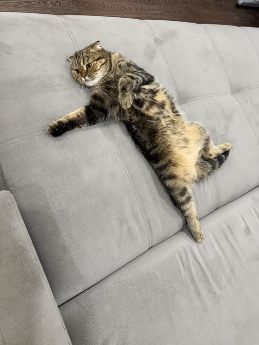 Отдам в хорошие руки кошечку