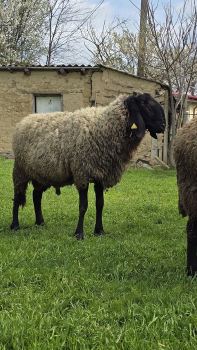 Vând 5 oi și 1 berbec