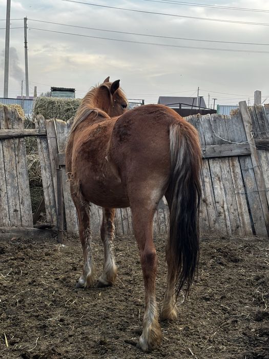 Ұрғашы байтал сатылады 2 жас