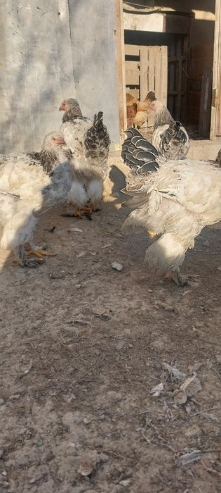 Брамма кораздар сатылады