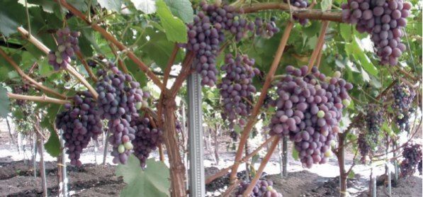 Саженцы винограда, фундука, миндаля, подвои, клоны и др. (Италия)