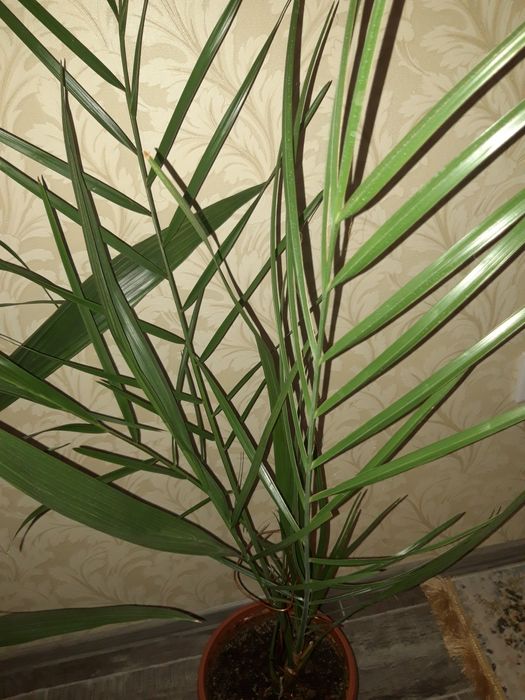 Финиковое дерево, куст. Пальма.