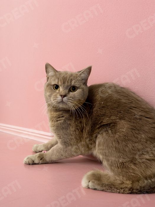 Котик Лилуша ищет семью